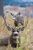Alert mule deer buck resting. Montana, USA
