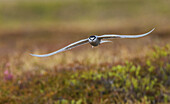 Aleutian tern flying