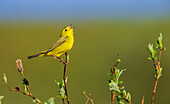 Wilson's warbler singing from willow perch, Alaska, USA