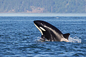 Orca breaching