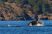 Orca breaching