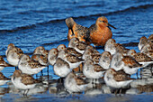 Red knots resting with western sandpipers