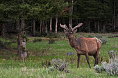 Rocky Mountain bull elk