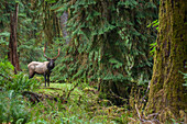 Roosevelt bull elk, Pacific Northwest rainforest