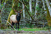 Roosevelt bull elk, Pacific Northwest rainforest