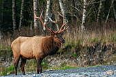 Roosevelt bull elk, Pacific Northwest rainforest