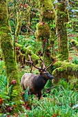 Roosevelt-Elchbulle, USA, Bundesstaat Washington. Olympic-Nationalpark