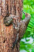 Red-shafted flicker feeding its chick, Montana, USA