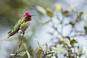 Anna's hummingbird resting, San Diego area, California, USA