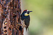 USA, Southern California, Sierra Mountains, acorn woodpecker