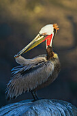 Brown pelican preening, coastal Southern California, USA