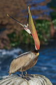 Brown pelican, head throw communication, Southern California Coast, USA