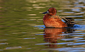 Cinnamon teal drake preening, Southern California, USA