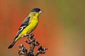 Lesser goldfinch posing on cactus stem, Southern California, USA