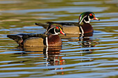 USA, Southern California, Poway, wood duck drakes