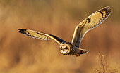 USA, Washington State. Skagit Valley. Short-eared owl on the hunt