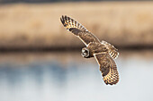 USA, Washington State. Skagit Valley. Short-eared owl in flight