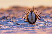 Greater sage grouse, sunrise courtship dance, Colorado, USA