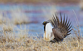 Greater sage grouse