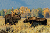 Shiras-Elchbulle begegnet einem Elchkalb im Herbstlicht, USA. Wyoming