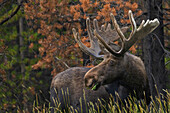 Shiras bull moose, foraging