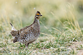 Sharp-tailed grouse