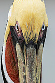 USA, South Texas. Aranas National Wildlife refuge, brown pelican