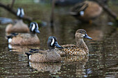 USA, South Texas. Aranas National Wildlife Refuge, blue-winged teal ducks