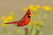 USA, South Texas. Northern cardinal