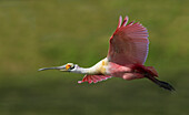 USA, South Texas. Roseate spoonbill flyby