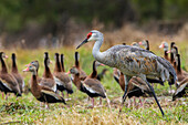 USA, South Texas. Sandhill crane (lesser) and black-bellied whistling ducks