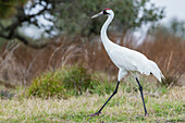 USA, Südtexas. Aranas National Wildlife Refuge, Schreikranich beim Spaziergang