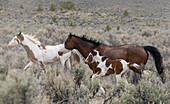 Wild horses on the move