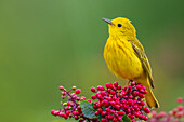 Yellow warbler, Hawthorn berries in Skagit Valley, Washington State, USA