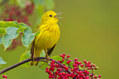 Yellow warbler singing on Hawthorn berry bush, Skagit Valley, Washington State, USA