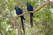 Zwei Hyazinth-Aras, Anodorhynchus hyacinthinus, hocken auf einem Ast. Bundesstaat Mato Grosso Do Sul, Brasilien.