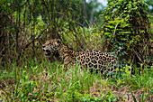 Ein Jaguar, Panthera onca, auf der Suche nach Beute in der Nähe des Flusses Cuiaba in Brasilien. Bundesstaat Mato Grosso Do Sul, Brasilien.