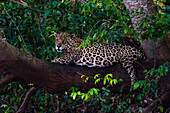 A Jaguar, Panthera onca, resting on a tree branch. Mato Grosso Do Sul State, Brazil.