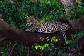 Ein Jaguar, Panthera onca, ruht sich auf einem Ast aus. Bundesstaat Mato Grosso Do Sul, Brasilien.