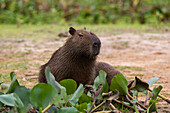 A Capybara, Hydrochoerus Hydrochoerus, resting along the Cuiaba River. Mato Grosso Do Sul State, Brazil.