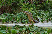 Ein Yacare-Kaiman, Caiman Crocodylus yacare, springt aus dem Cuiaba-Fluss. Bundesstaat Mato Grosso Do Sul, Brasilien.