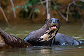 Ein Riesenotter, Pteronura brasiliensis, im Fluss Cuiaba. Bundesstaat Mato Grosso Do Sul, Brasilien.