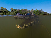Close-up underwater portrait of a yacare caiman, Caiman yacare, in the Rio Claro, Pantanal, Mato Grosso, Brazil