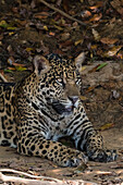 A jaguar, Panthera onca, resting on a river bank. Pantanal, Mato Grosso, Brazil