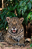 Nahaufnahme eines Jaguars, Panthera onca, der in die Kamera schaut. Pantanal, Mato Grosso, Brasilien
