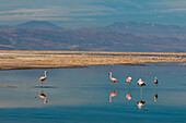 Chilenische Flamingos, Phoenicopterus, Chilensis, beim Ausruhen und Putzen in der Lagune von Chaxa. Laguna Chaxa, Atacamawüste, Region Antofagasta, Chile.