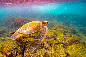 Ecuador, Galapagos National Park, Floreana Island, Post Office Bay. Green sea turtle close-up.
