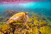 Ecuador, Galapagos-Nationalpark, Insel Floreana, Post Office Bay. Grüne Meeresschildkröte, Nahaufnahme.