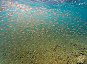 Ecuador, Galapagos National Park, Bartolome Island. School of anchovies.