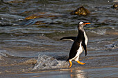 Eselspinguin, Pygoscelis Papua, kommt an Land. Pebble Island, Falklandinseln